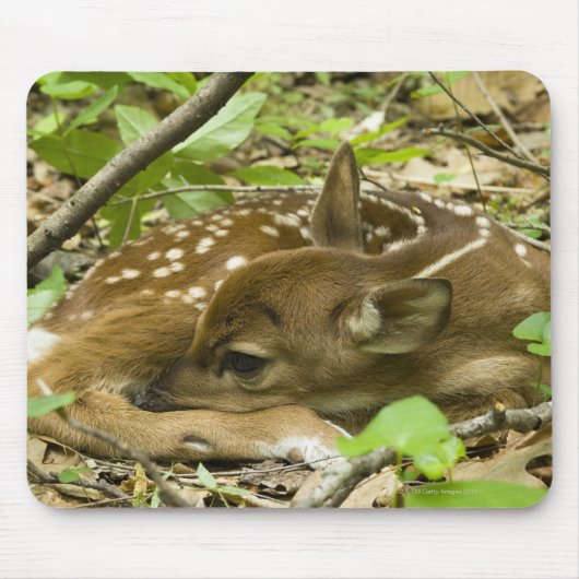 Shenandoah NP, Virginia, Verenigde Staten Muismat (Voorkant)