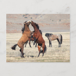 Shenanigans Briefkaart