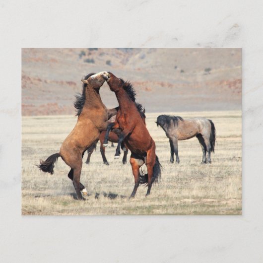 Shenanigans Briefkaart (Voorkant)