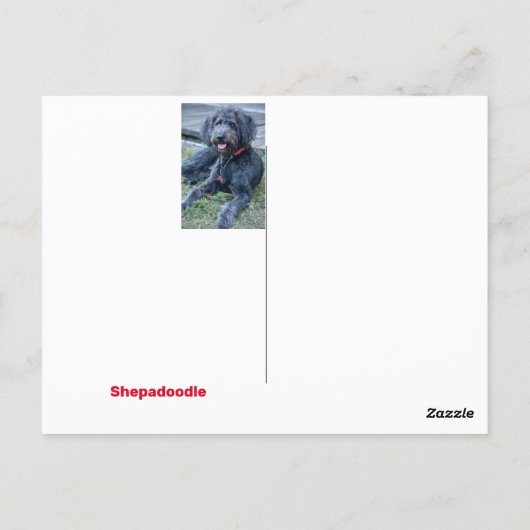 Shepadoodle Briefkaart (Achterkant)