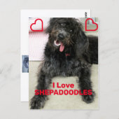 Shepadoodle Briefkaart (Voorkant / Achterkant)