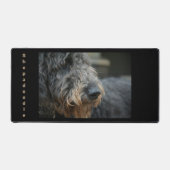 Shepadoodle Chien Portrait photographique (Recto)