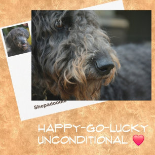 Shepadoodle Hond Fotografisch Portret Briefkaart