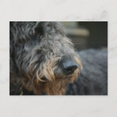 Shepadoodle Hond Fotografisch Portret Briefkaart (Voorkant)