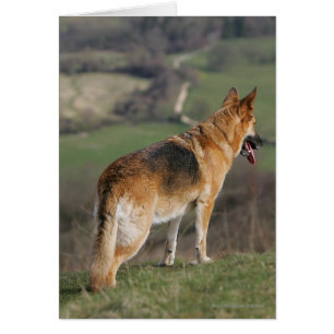 Shephard allemand regardant la colline