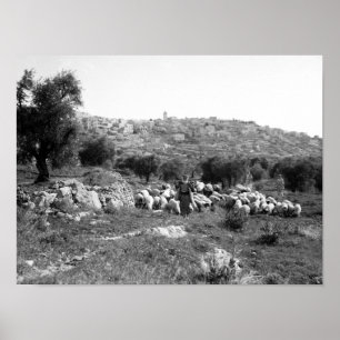 Shepherd and sheep outside of Bethlehem Poster