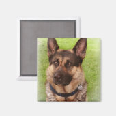 Shepherd Chien Carré Magnet (Recto/Verso)