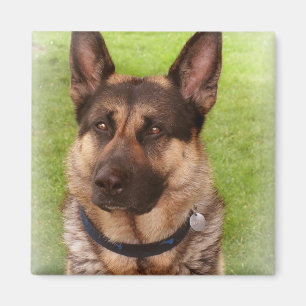 Shepherd Dog Square Magnet Magneet