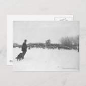 Shepherd en hond in het schapenkamp briefkaart (Voorkant / Achterkant)