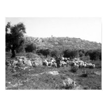 Shepherd en schapen buiten Bethlehem