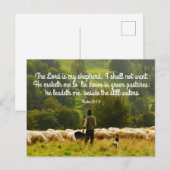 Shepherd en zijn schapenstapel briefkaart (Voorkant / Achterkant)