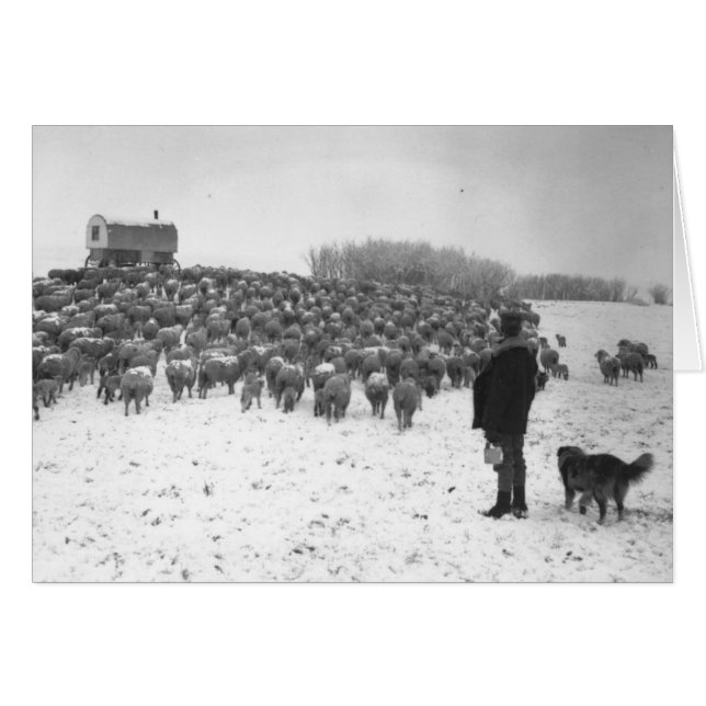 Shepherd met koppel (Voorkant Horizontaal)