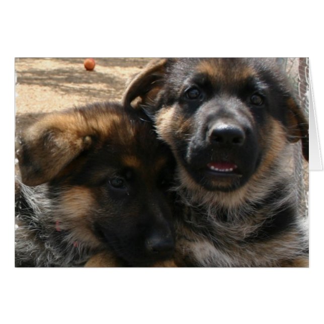 Shepherd Puppies Card (Voorkant Horizontaal)