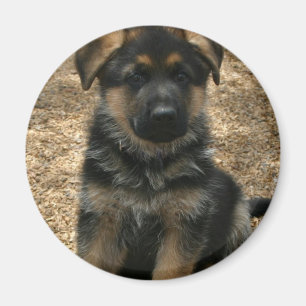 Shepherd Puppy Magnet Magneet