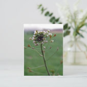 Shepherd's Purse Briefkaart (Staand voorkant)