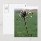 Shepherd's Purse Briefkaart (Voorkant / Achterkant)