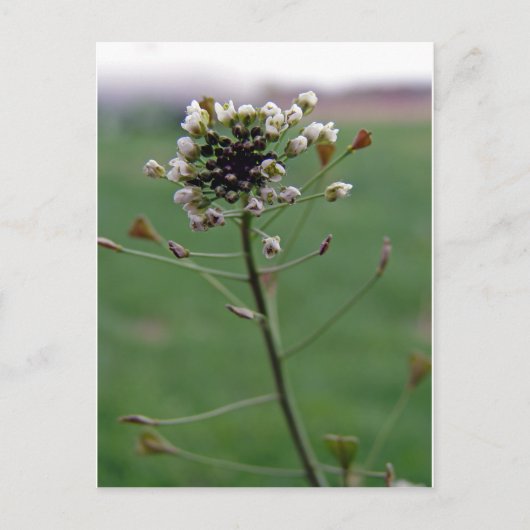 Shepherd's Purse Briefkaart (Voorkant)