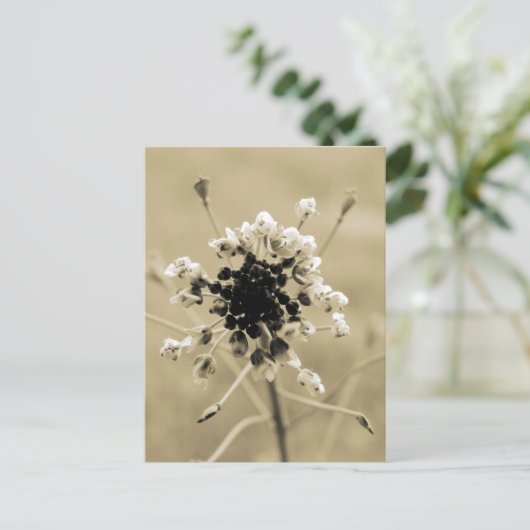 Shepherd's Purse in Sepia Briefkaart (Staand voorkant)