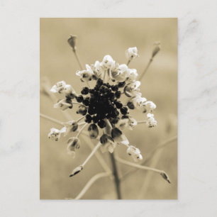 Shepherd's Purse in Sepia Briefkaart