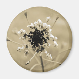 Shepherd's Purse in Sepia Magneet