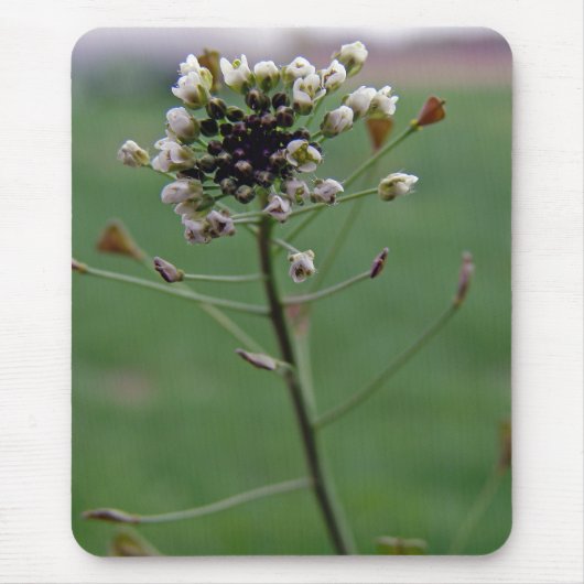 Shepherd's Purse Muismat (Voorkant)