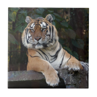 Shere-Khan-b-15 Tegeltje