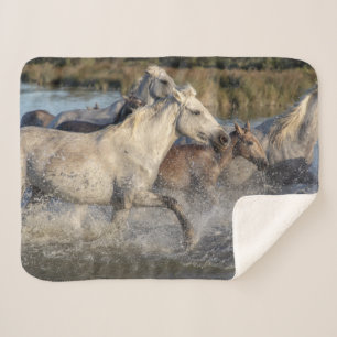 Sherpa couverture de chevaux de course