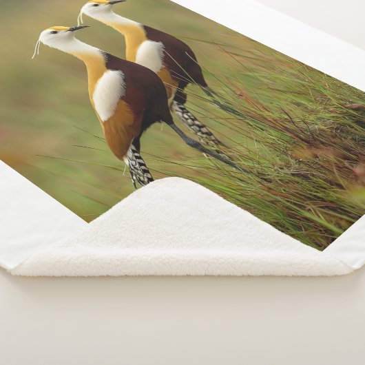 Sherpa Couverture de l'oiseau Jacana africain (3/4)