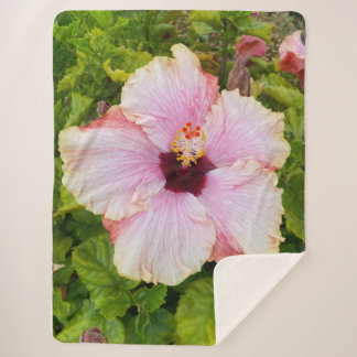 Sherpa Hibiscus - Couverture photo