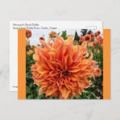 Sherwood's Peach Dahlia Briefkaart (Voorkant / Achterkant)