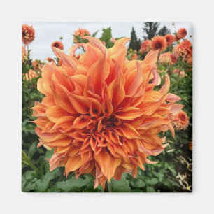 Sherwood's Peach Dahlia Magneet