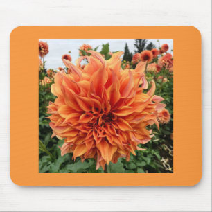Sherwood's Peach Dahlia Muismat