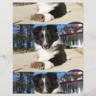 shet shp zwart en wit puppy flyer