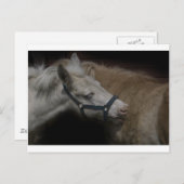 SHETLAND FRIENDS 04 BRIEFKAART (Voorkant / Achterkant)