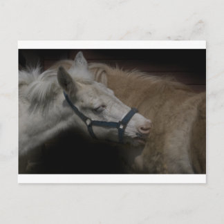 SHETLAND FRIENDS 04 BRIEFKAART