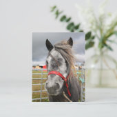 Shetland Pony Briefkaart (Staand voorkant)
