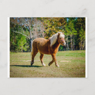  Shetland Pony Briefkaart