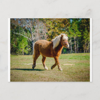  Shetland Pony Briefkaart