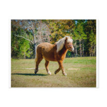  Shetland Pony