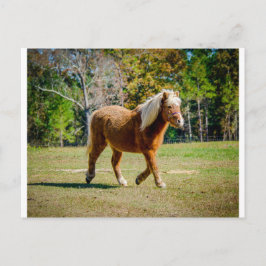  Shetland Pony Briefkaart