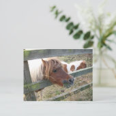 Shetland Pony Briefkaart (5019) (Staand voorkant)
