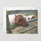 Shetland Pony Briefkaart (5019) (Voorkant / Achterkant)