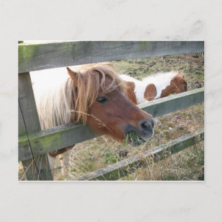 Shetland Pony Briefkaart (5019)