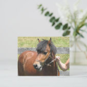 Shetland Pony Design Briefkaart (Staand voorkant)