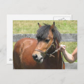 Shetland Pony Design Briefkaart (Voorkant / Achterkant)