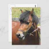 Shetland Pony Design Briefkaart (Voorkant / Achterkant)