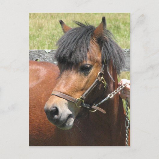 Shetland Pony Design Briefkaart (Voorkant)