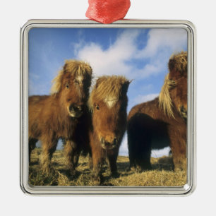Shetland Pony, het vasteland van de Shetlandeiland Metalen Ornament