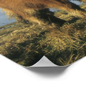 Shetland Pony, het vasteland van de Shetlandeiland Poster (Hoek)