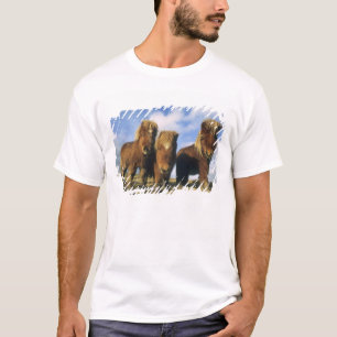 Shetland Pony, het vasteland van de Shetlandeiland T-shirt